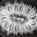 16 Mukhi Rudraksha 30.5mm 5.24gm - Xray