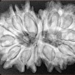 14 Mk Gaurishankar 35.2mm 7.29gm - Xray