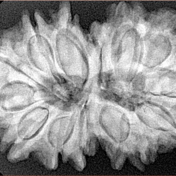 14 Mk Gaurishankar 35.2mm 7.29gm - Xray