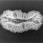 27 Mukhi Rudraksha 26.6mm 2.3gm - Xray