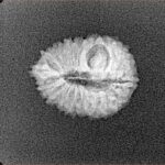 19 Mukhi Rudraksha 16.9mm 1.13gm - Xray