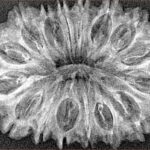 16 Mukhi Rudraksha 35.2mm 4.28gm - Xray