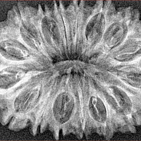 16 Mukhi Rudraksha 35.2mm 4.28gm - Xray