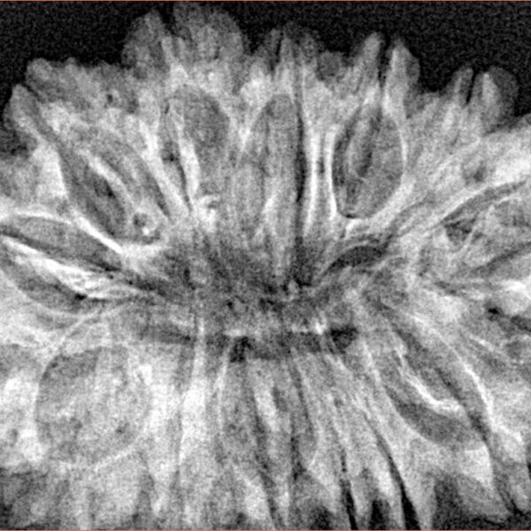 16 Mukhi Rudraksha 35mm 5.75gm - Xray