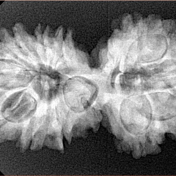 14 Mk Gaurishankar 33.2mm 5.56gm - Xray