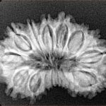 17 Mukhi Rudraksha 29.9mm 4gm - Origin: Nepal - Xray