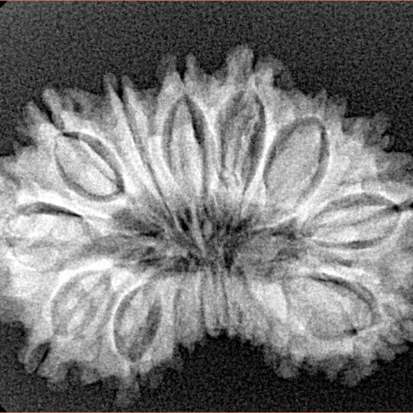 17 Mukhi Rudraksha 29.9mm 4gm - Origin: Nepal - Xray