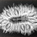 18 Mukhi Rudraksha 31.5mm 4.86gm - Xray