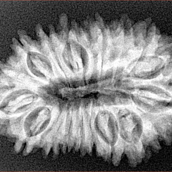 18 Mukhi Rudraksha 31.5mm 4.86gm - Xray