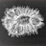 14 Mukhi Rudraksha 24mm 2.18gm - Xray