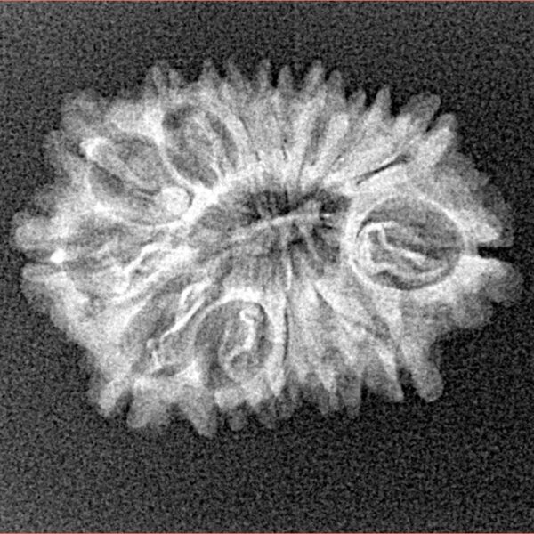 14 Mukhi Rudraksha 24mm 2.18gm - Xray