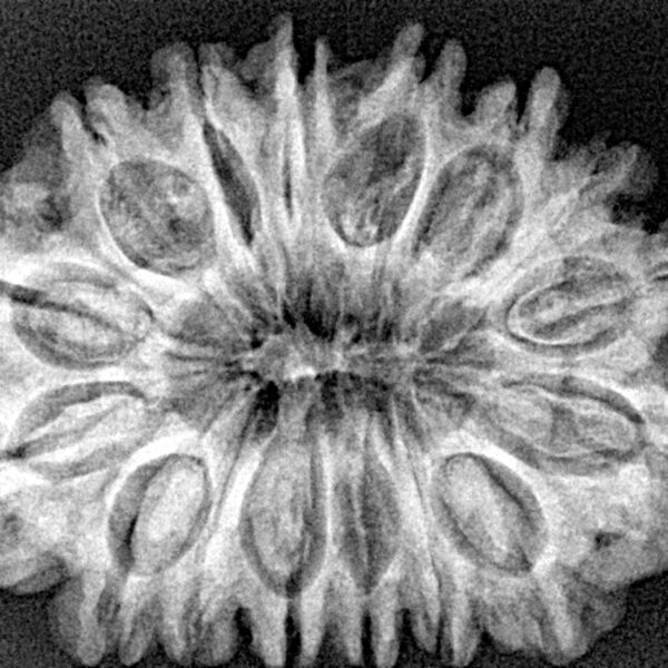 16 Mukhi Rudraksha 30.8mm 5.6gm - Xray
