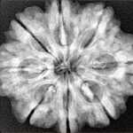 8 Mukhi Rudraksha 28.2mm 6.54gm - Xray