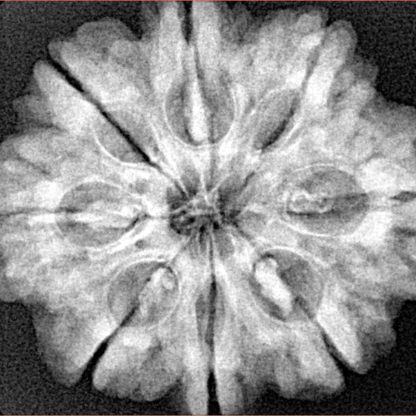 8 Mukhi Rudraksha 28.2mm 6.54gm - Xray