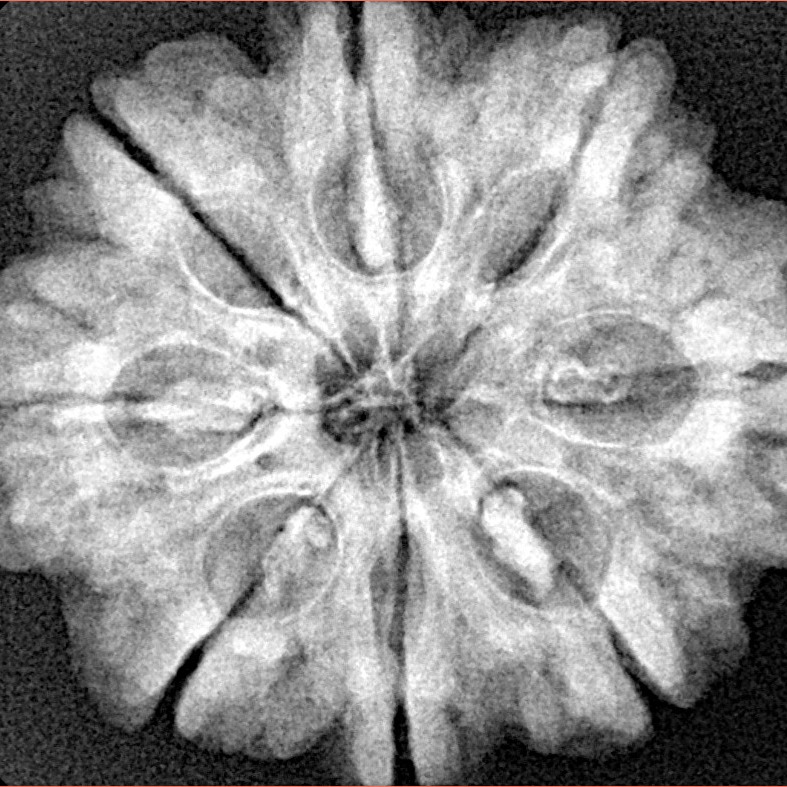 8 Mukhi Rudraksha 28.2mm 6.54gm - Xray