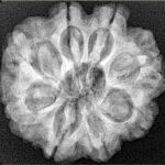8 Mukhi Rudraksha 25.7mm 5.54gm - Xray