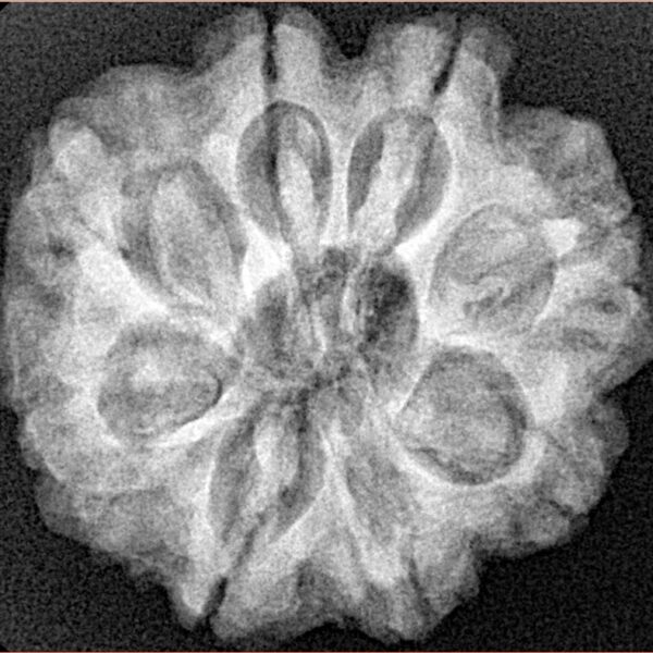 8 Mukhi Rudraksha 25.7mm 5.54gm - Xray