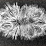 17 Mukhi Rudraksha 30.7mm 3.17gm - Xray