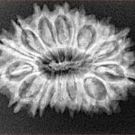 17 Mukhi Rudraksha 29.1mm 3.63gm - Origin: Nepal - Xray