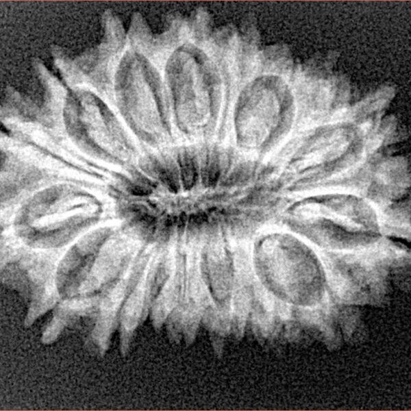 17 Mukhi Rudraksha 29.1mm 3.63gm - Origin: Nepal - Xray