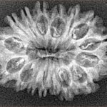 16 Mukhi Rudraksha 29.7mm 2.83gm - Origin: Nepal - Xray