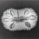 20 Mukhi Rudraksha 24.1mm 2.32gm - Xray