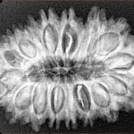 18 Mukhi Rudraksha 31.1mm 5.08gm - Origin: Nepal - Xray