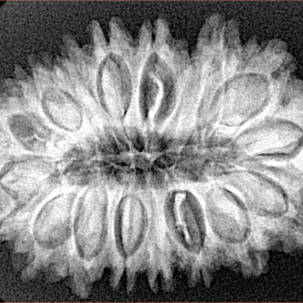 18 Mukhi Rudraksha 31.1mm 5.08gm - Origin: Nepal - Xray