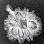 8 Mukhi Ganesh 25mm 3.36gm - Xray