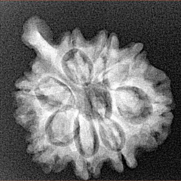 8 Mukhi Ganesh 25mm 3.36gm - Xray