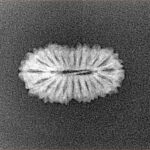 21 Mukhi Rudraksha 18.1mm 0.9gm - Xray