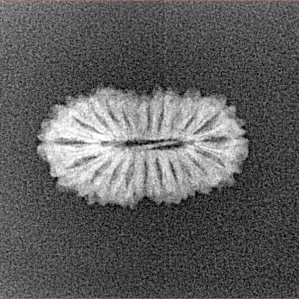 21 Mukhi Rudraksha 18.1mm 0.9gm - Xray