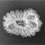 14 Mukhi Rudraksha 22.8mm 1.78gm - Xray