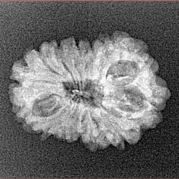 14 Mukhi Rudraksha 22.8mm 1.78gm - Xray