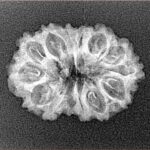 14 Mukhi Rudraksha 23.3mm 2gm - Xray