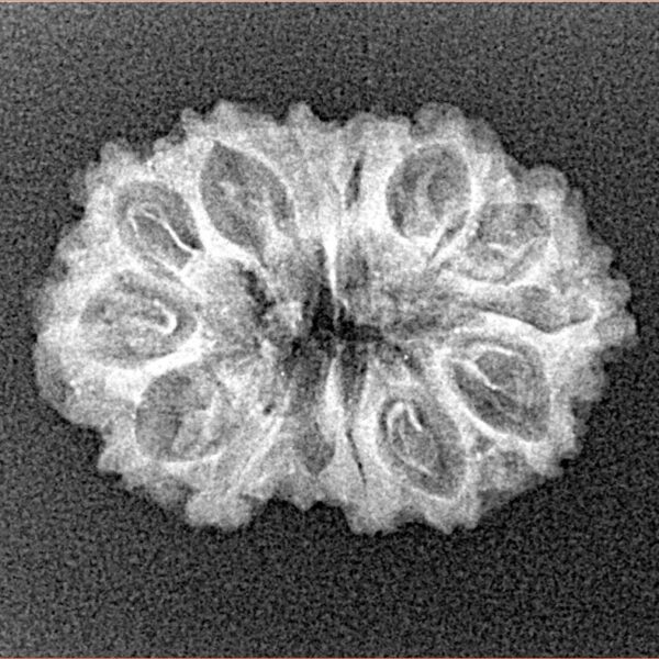 14 Mukhi Rudraksha 23.3mm 2gm - Xray