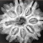 8 Mukhi Rudraksha 29mm 6.68gm - Xray
