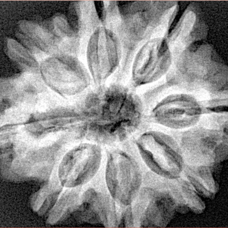 8 Mukhi Rudraksha 29mm 6.68gm - Xray