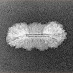 25 Mukhi Ganesh 21.3mm 0.91gm - Xray