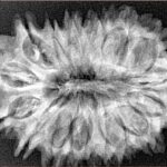 16 Mukhi Rudraksha 32.7mm 5.9gm - Xray