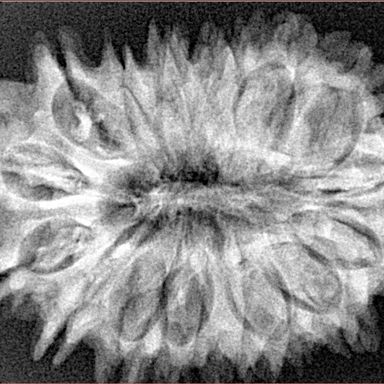 16 Mukhi Rudraksha 32.7mm 5.9gm - Xray