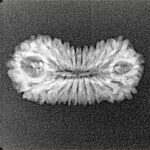 21 Mukhi Rudraksha 23.3mm 1.33gm - Xray