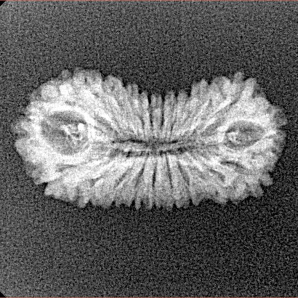 21 Mukhi Rudraksha 23.3mm 1.33gm - Xray