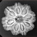 8 Mukhi Rudraksha 23.8mm 4.32gm - Xray