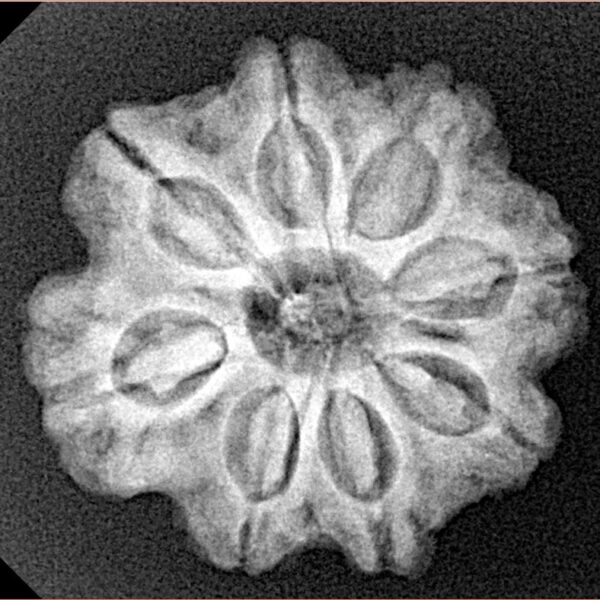 8 Mukhi Rudraksha 23.8mm 4.32gm - Xray