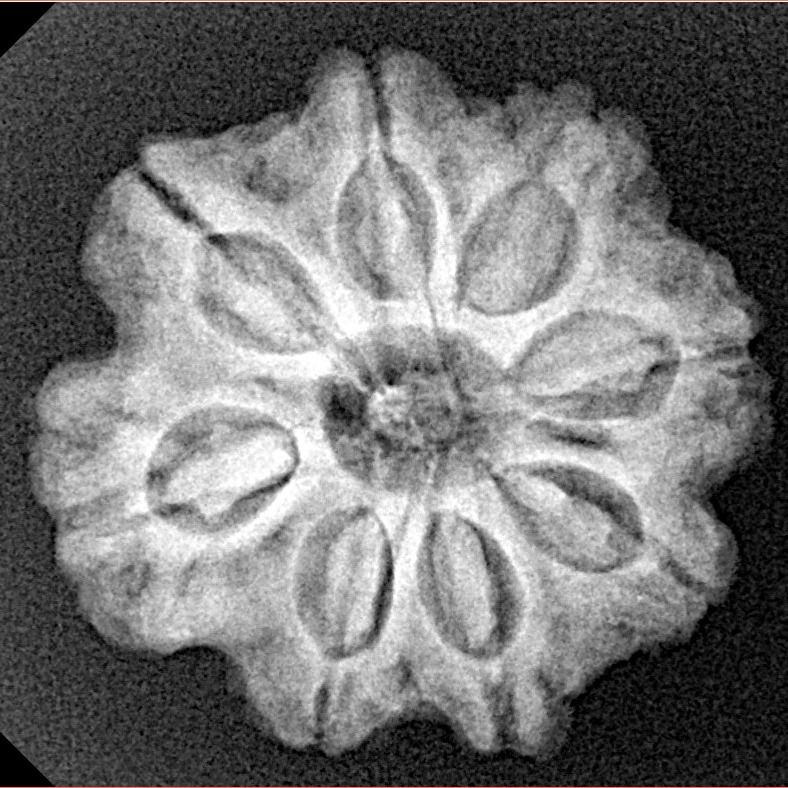 8 Mukhi Rudraksha 23.8mm 4.32gm - Xray