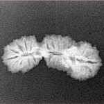 27 Mukhi Trijuti 24.4mm 1.48gm - Xray