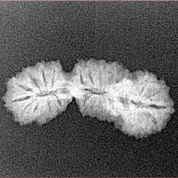 27 Mukhi Trijuti 24.4mm 1.48gm - Xray