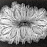 16 Mukhi Rudraksha 32.2mm 5.75gm - Xray