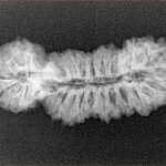 27 MK Gaurishankar 30.4mm 2.68gm - Xray